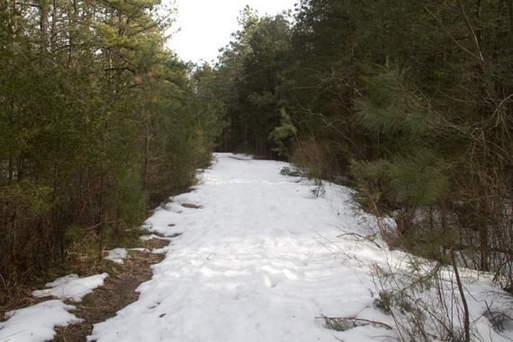 Trail back through pine.