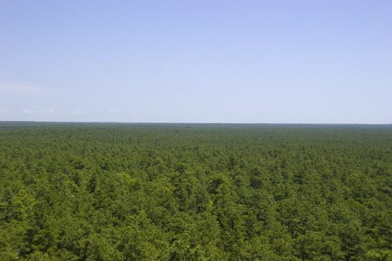 Looking over a vast Pine Forest from a fire tower.