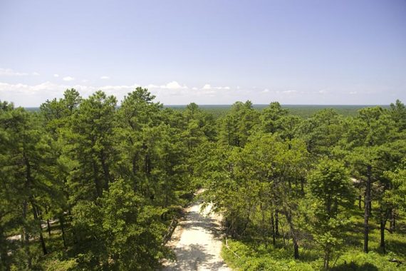 Sand road seen inbetween trees from the Apple Pie fire tower.