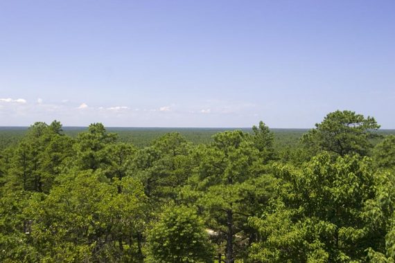 Tall trees in the foreground with trees beyond it to the horizon.