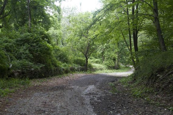 Woods road through Doodletown