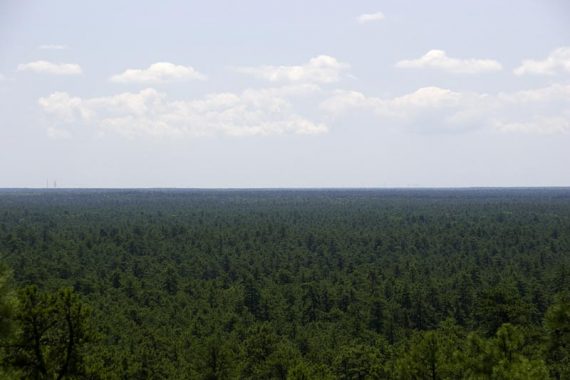 Pine forest seen from atop a fire tower.