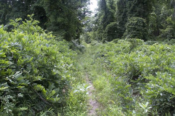 A little overgrown trail.