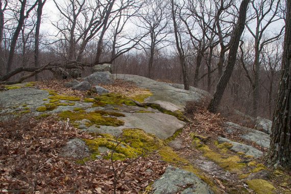 Beaver Brook trail