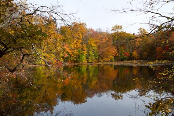 Glasmere Ponds