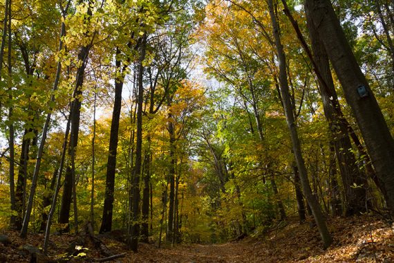 Pierson Ridge trail