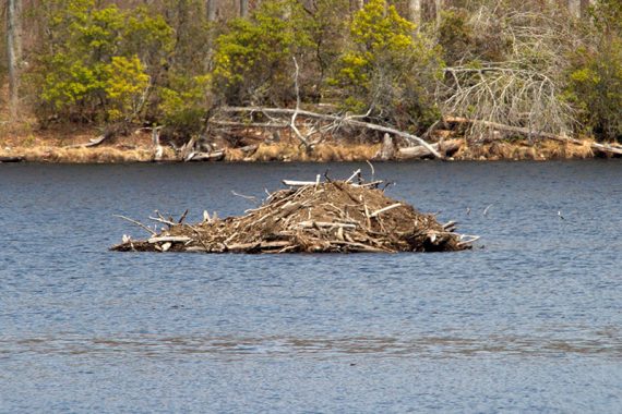 Close up of a beaver lodge on a lake