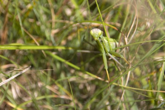 Praying mantis 