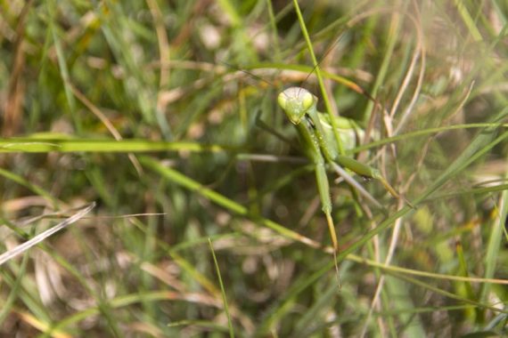 Praying mantis 