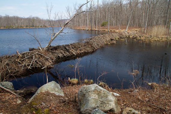 Beaver dam on Lost Lake