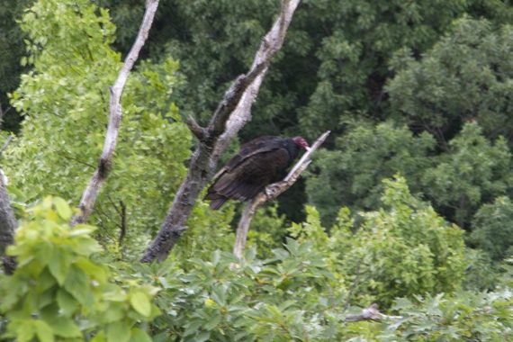 Turkey Vulture