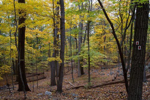 Excellent foliage along Ringwood-Ramapo