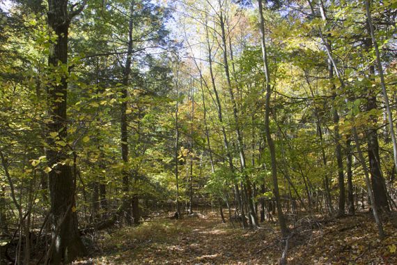 Bare Rock trail.