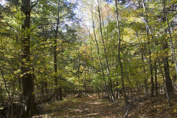 Bare Rock trail