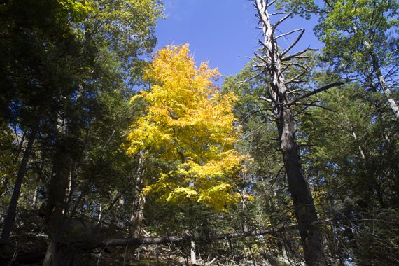 Bright yellow tree among all green ones.