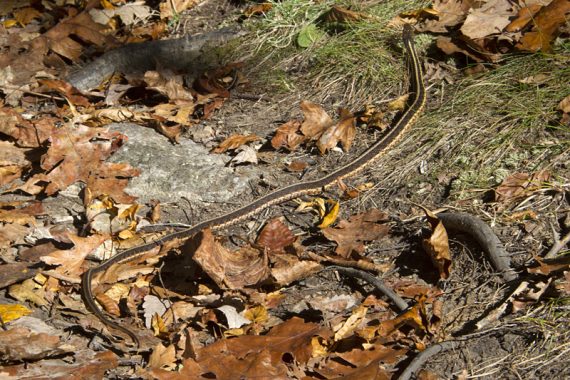 Eastern Ribbon Snake.