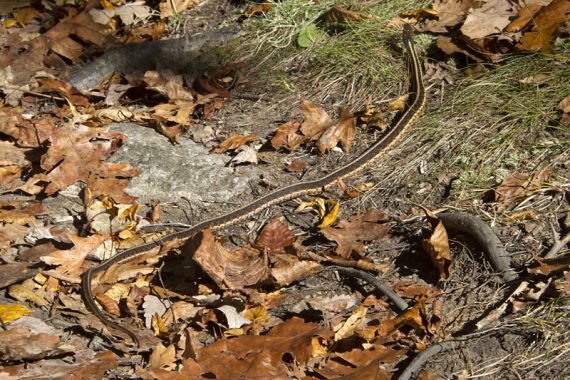 Eastern Ribbon Snake