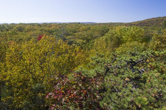 View over the tops of trees with fall foliage.