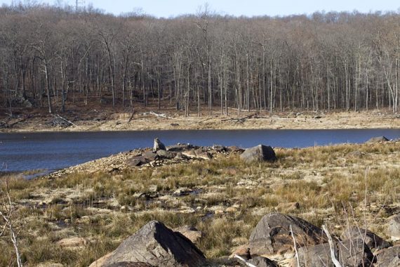 Saffin Pond with low water levels from dam work