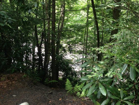 River view from the trail is partially obscured by trees.