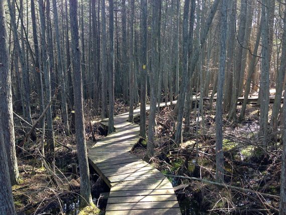 Boardwalk trail through a cedar swamp.