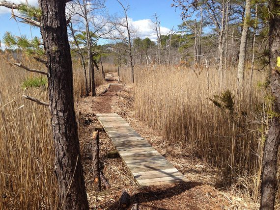 Trail winding through reeds and pine trees.