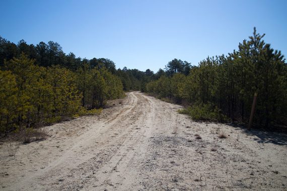 YELLOW trail - sand road.