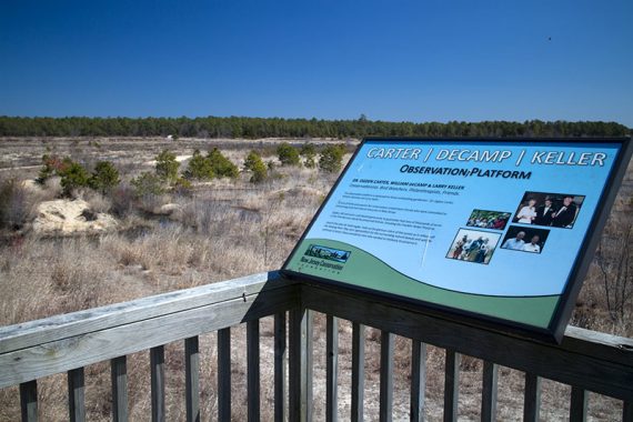 Wildlife observation platform
