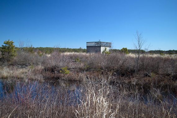 Wildlife observation platform