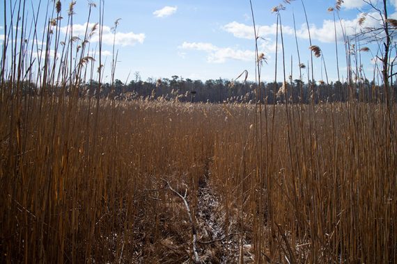 An osprey nesting platform seen through reeds.