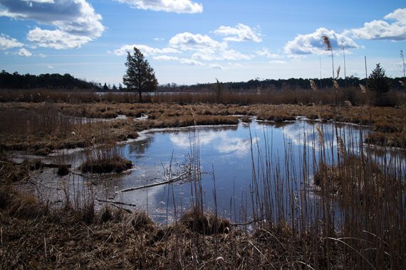 Large area of water in a marsh with a single evergreen tree.