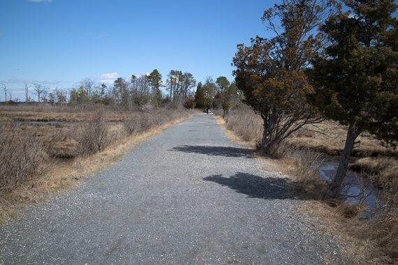 Wide gravel path with two evergreen trees leaning.