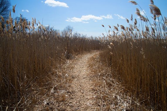 Flat path curving through tall reeds.