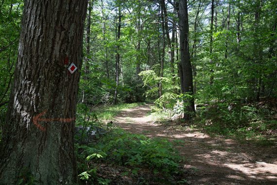 Turn on to Lookout Trail (White)