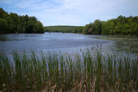 Lake with grasses in the foreground