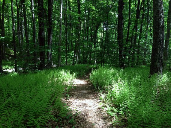 Trail with ferns on either side