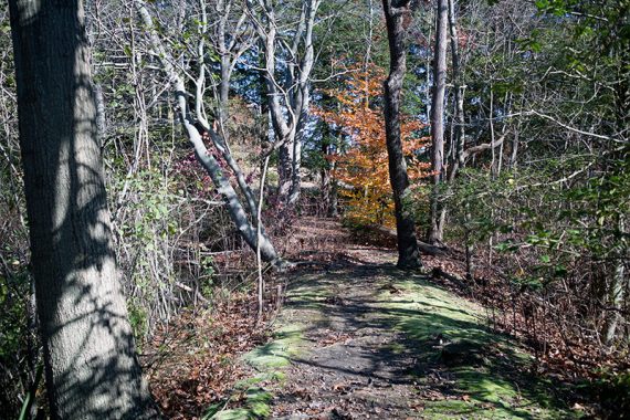 Narrow path between the pond