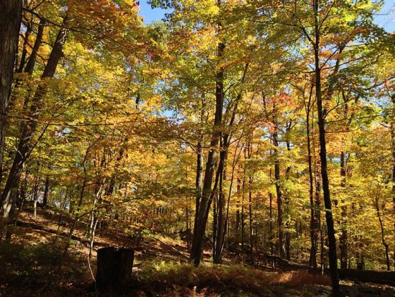 Bright yellow and orange foliage on tall trees.