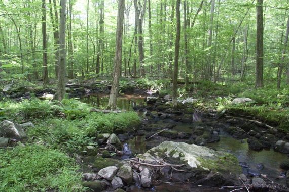 Crossing Valhalla Brook