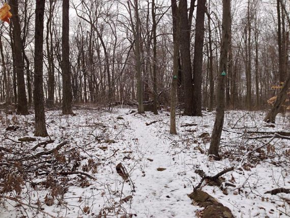 Sourlands Ecosystem Preserve - ORANGE Trail (the markers look yellow)