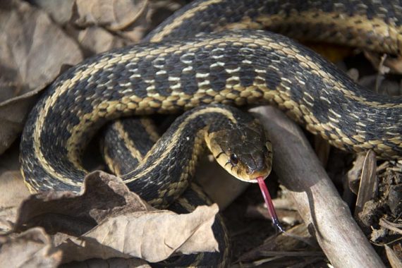 Eastern garter snake!