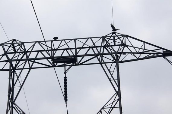 Turkey Vultures on a power line