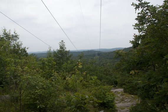 Power lines in a powerline cut