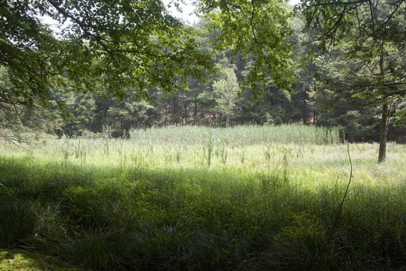 Swampy area along the Long Path