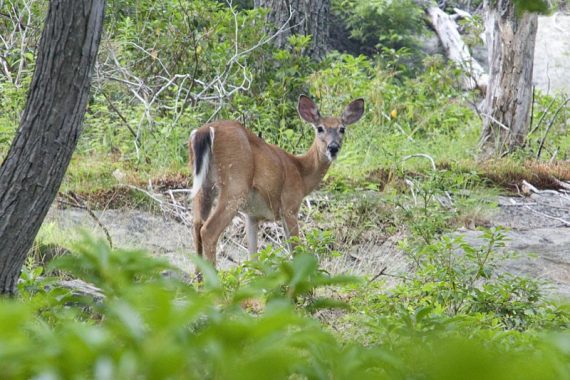 Deer along Dunning Trail