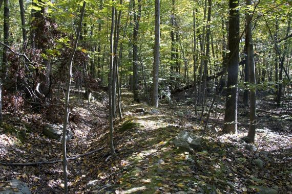 Berm on Four Birds Trail