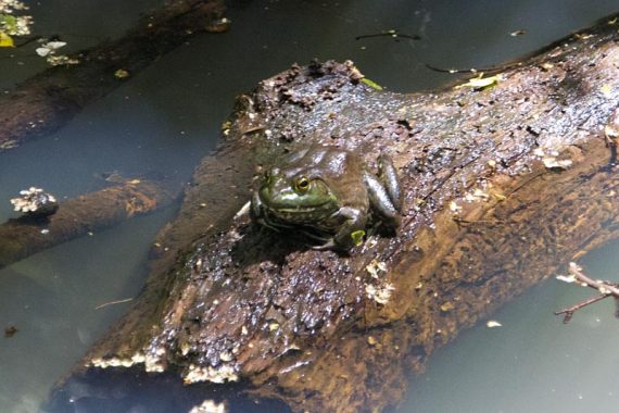 Bull Frog in the Hasenclever Mine.
