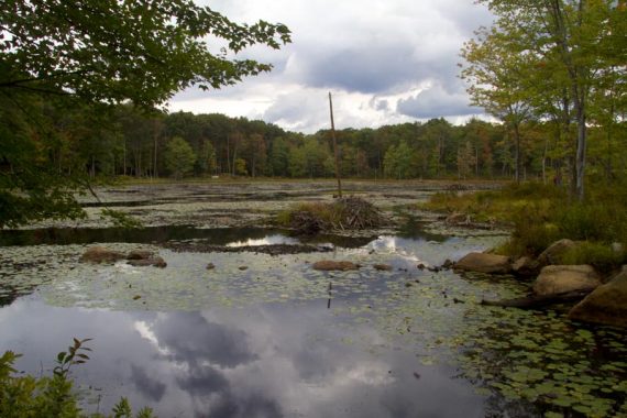 Beaver Pond