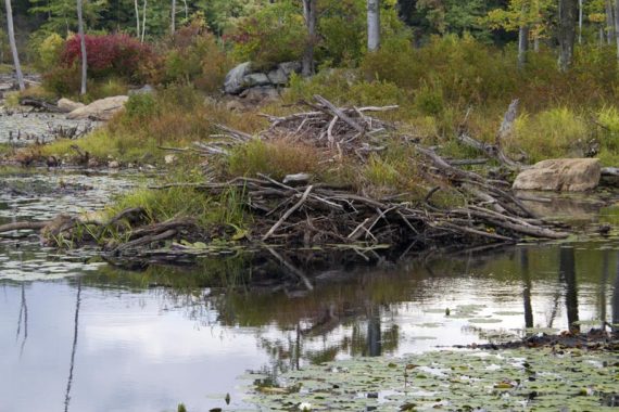 Beaver lodge