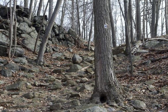 Blue Disc Trail.
